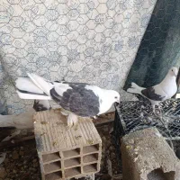 دوکت نر ماده جفت|پرنده|جم, |دیوار