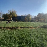 فروش  بوقلمون محلی  بربرون|حیوانات مزرعه|شاهین دژ, |دیوار