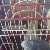 طوطی عروس هلندی|پرنده|بابل, |دیوار