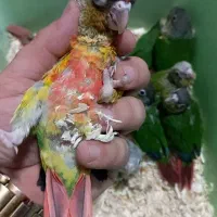 طوطی گیرینچیک|پرنده|شهریار, شهرک بهاران (ویره)|دیوار