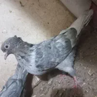 کلاغ . قورگی . دم|پرنده|مشهد, عامل|دیوار