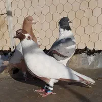 کبوتر پلنگ هوایی