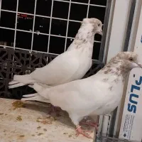 کفتر پرشتی کله زرد ، شازده|پرنده|تهران, وحیدیه|دیوار