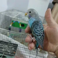 مرغ عشق|پرنده|تهران, زاهد گیلانی|دیوار