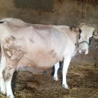 گاو هلشتاین آبست