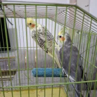 عروس هلندی مولد