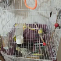 چهار عددعروس هلندی   باقیمت ۳۵۰۰ تومان