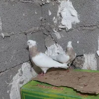 کبوتر