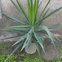 گیاه یوکا|گل و گیاه طبیعی|سیمین شهر, |دیوار