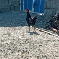 مرغ و خروس|حیوانات مزرعه|توکهور, |دیوار