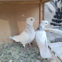 کفتر طوقی|پرنده|تهران, شیخ هادی|دیوار