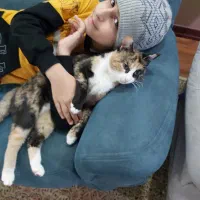 گربه شیرین ما کندی|گربه|تنکابن, |دیوار