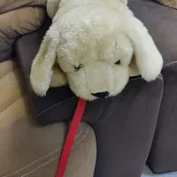 عروسک سگ پشمالو|اسباب‌بازی بچه|مشهد, هنرستان|دیوار