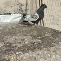 کفتر بهبهانی بازیکن