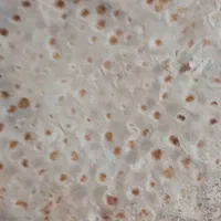 نون تیری محلی بسته ای 12تومان|خدمات پذیرایی، مراسم|دزپارت, |دیوار