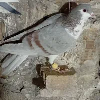 کبوترفروشی