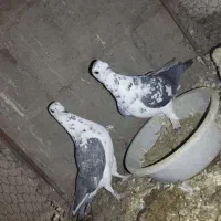 نر ماده بزک