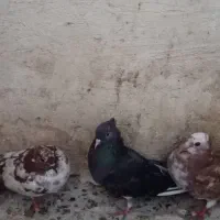 سهعددکبوتر