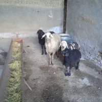 میش بره درجه یک