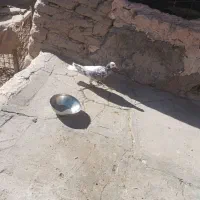 کبوتر نر|پرنده|سبزوار, ابارش|دیوار