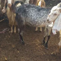 گوسفند فروشی