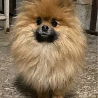 ماده پامر خرسی