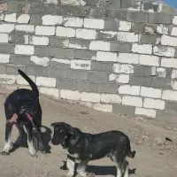 سگ‌عراقی|سگ|ایجرود, |دیوار