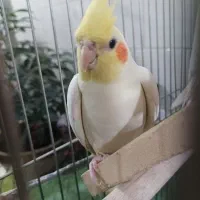 عروس هلندی|پرنده|اسلام‌‌آباد غرب, |دیوار