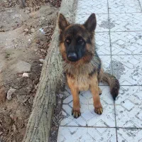 ژرمن ماده 9ماهه مو بلند شیب دار