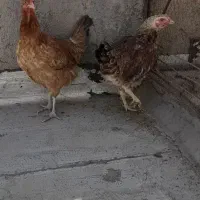 مرغ وخروس لاری|حیوانات مزرعه|هشتگرد, قاسم آباد بزرگ|دیوار