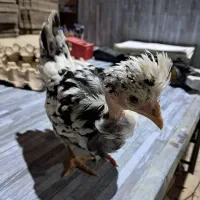 تولید و فروش عمده جوجه گلین گردن لختی کاکلی|حیوانات مزرعه|اردبیل, |دیوار