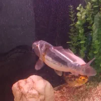 فروش ۵ عدد و تکی ماهی کوی|ماهی|کرج, حسن آباد|دیوار