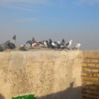 10تا کفتر بوم فروشی