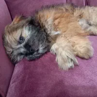 سگ پاکوتاه خونگی