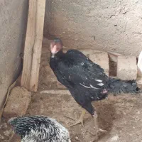 کابینت و سینک ظرفشویی .مرغ وخروس|آب‌چکان و نظم‌دهنده ظروف|هرسین, |دیوار