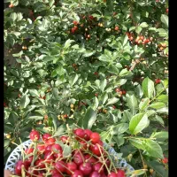 خانه باغ در جاده ترک صومعه کبودین|فروش زمین و ملک کلنگی|کندوان, |دیوار