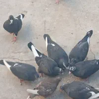 کفتر