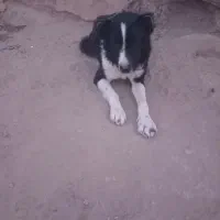 سگ چنبر یک ساله|حیوانات مزرعه|خمینی‌شهر, |دیوار