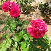 باغچه ۵۰۰متری