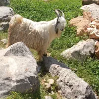 فروش میش بره