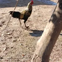 سه عدد خروس سلطان لاری و سهتا مرغ دورگ لاری جوجه