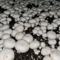 استخدام زوج در کارخانه قارچ