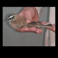 سهره زرد پره کوهی نر و ماده . بسیار کشیده زیبا