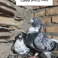 کبوتر آلمانی و تک پر