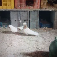 کبوتر پرشی|پرنده|بوئین زهرا, |دیوار