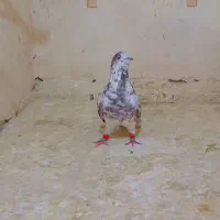 سوسکی سرخ بزک