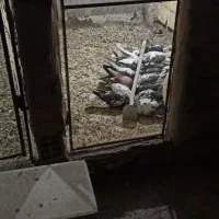 کبوتر تهرانی|پرنده|مبارکه, |دیوار