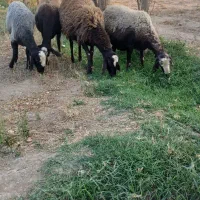 گوسفند میش آبستن