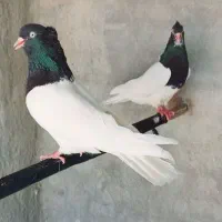 کبوتر|پرنده|اهواز, دغاغله|دیوار