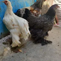 نیمچه،مرغ و خروس برهما،برهما گردن لخت و‌ گلین|حیوانات مزرعه|ساوه, |دیوار